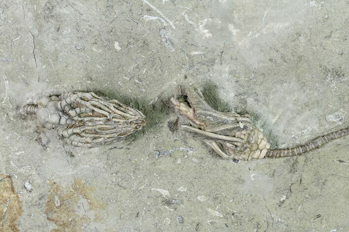 Two Fossil Crinoids (Cyathocrinites & Macrocrinus) - Indiana #148998